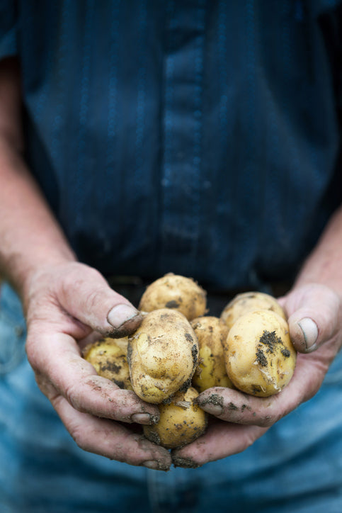 Les meilleures pommes de terre pour vos frites
